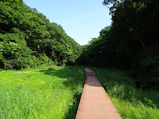 Forest of Koajiro