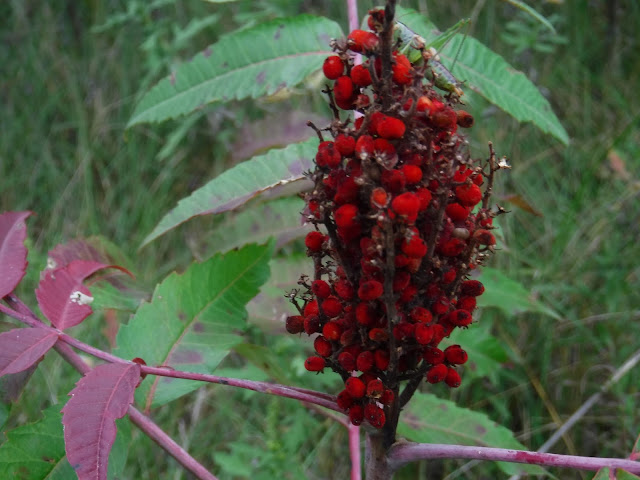 plant at five ridge prairie plymouth county iowa