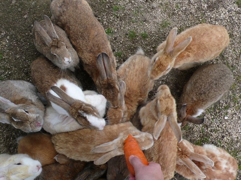 okunoshima-4