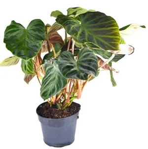 Philodendron