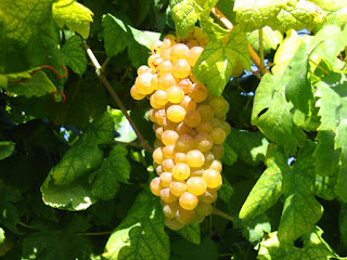 Vendemmia a Torino