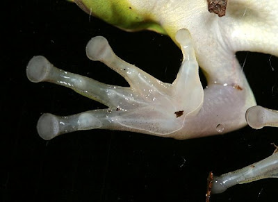 The Beautiful Complexity of Animal Hands