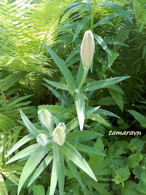 Лилия пенсильванская / Лилия даурская (Lilium pensylvanicum, =Lilium dauricum)