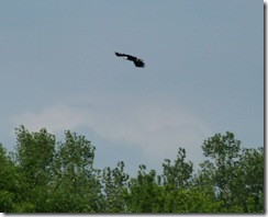 Bald Eagle on Susquehanna