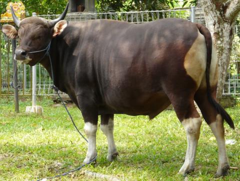 Rumah Ternak Ternak Sapi Potong Tropis