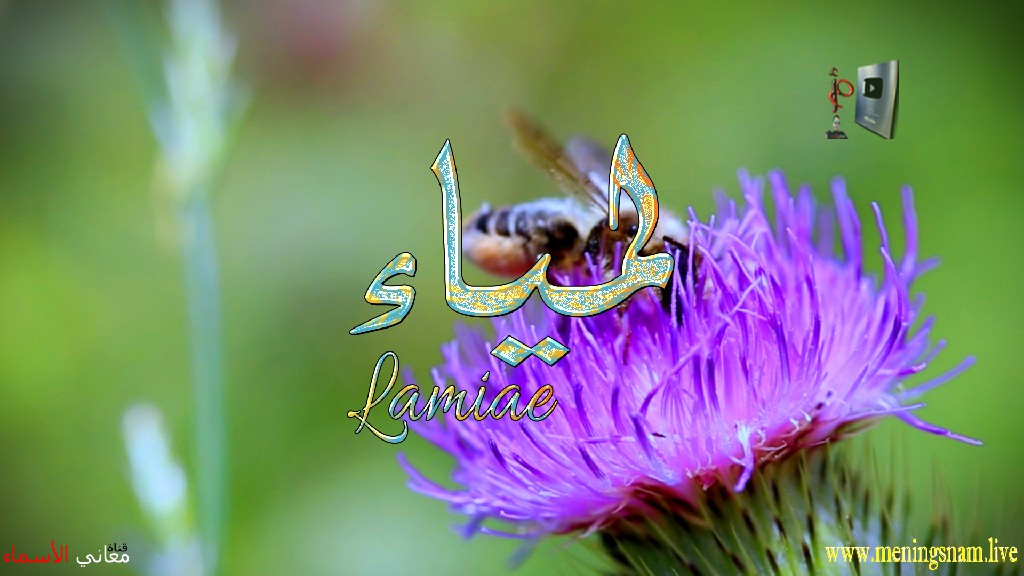 معنى اسم, لمياء, وصفات, حاملة, هذا الاسم, Lamiae,