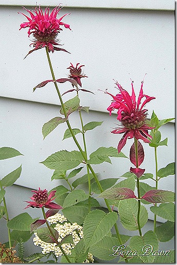 Monarda_RaspberryWine_July2