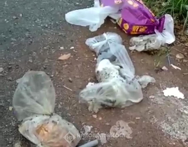 Sempat Viral, Tim Macan Polda Kalsel Buru Pelaku Pembantaian Puluhan Kucing 