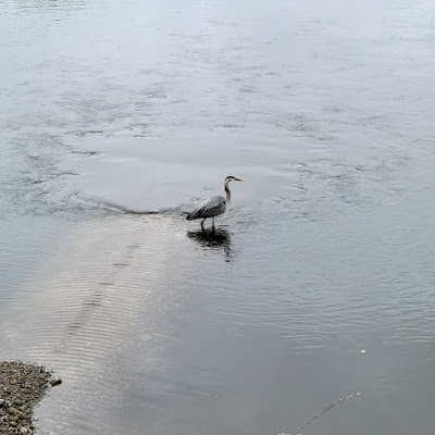 Photograph of a heron standing in water, his reflection in the water below and in front of him as if it projects from his feet. The water is mostly still with only a few gentle ripples. The light is a soft overcast, not bright and sunny.