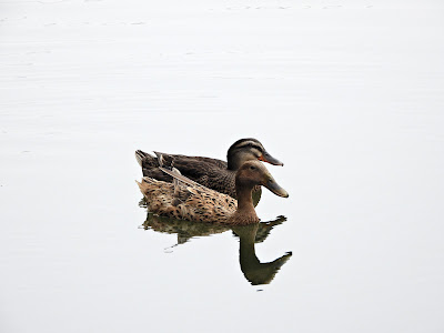 Domestic Mallard in Changsha