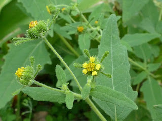 Sigesbeckia orientalis - Herbe de Saint-Paul - Colle-colle