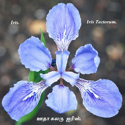 Iris Tectorum.