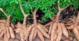 Cassava