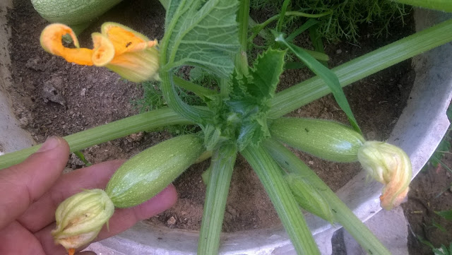 Whether growing Courgettes in the ground or pots Courgettes like plenty of organic material and when fruiting the plants will benefit from regular feeding.