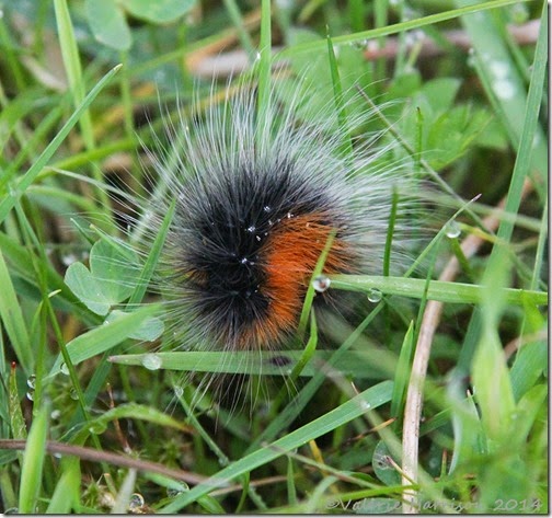 7 Garden-tiger-caterpillar