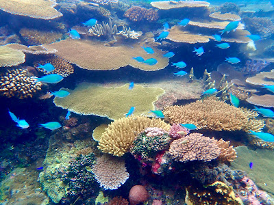 Wonderful Snorkeling in Fiji Wonderful Snorkeling in Fiji