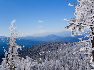 Frozen Forest wallpaper