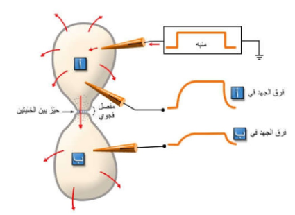 الشكل 1-2: التشابك الكهربائي. لاحظ أن تنبيه الخلية أبمنبه يؤدي إلى حدوث تغيرفي فرق الجهد في الخلية نفسها كما آنه يمتد إلى الخلية ب.