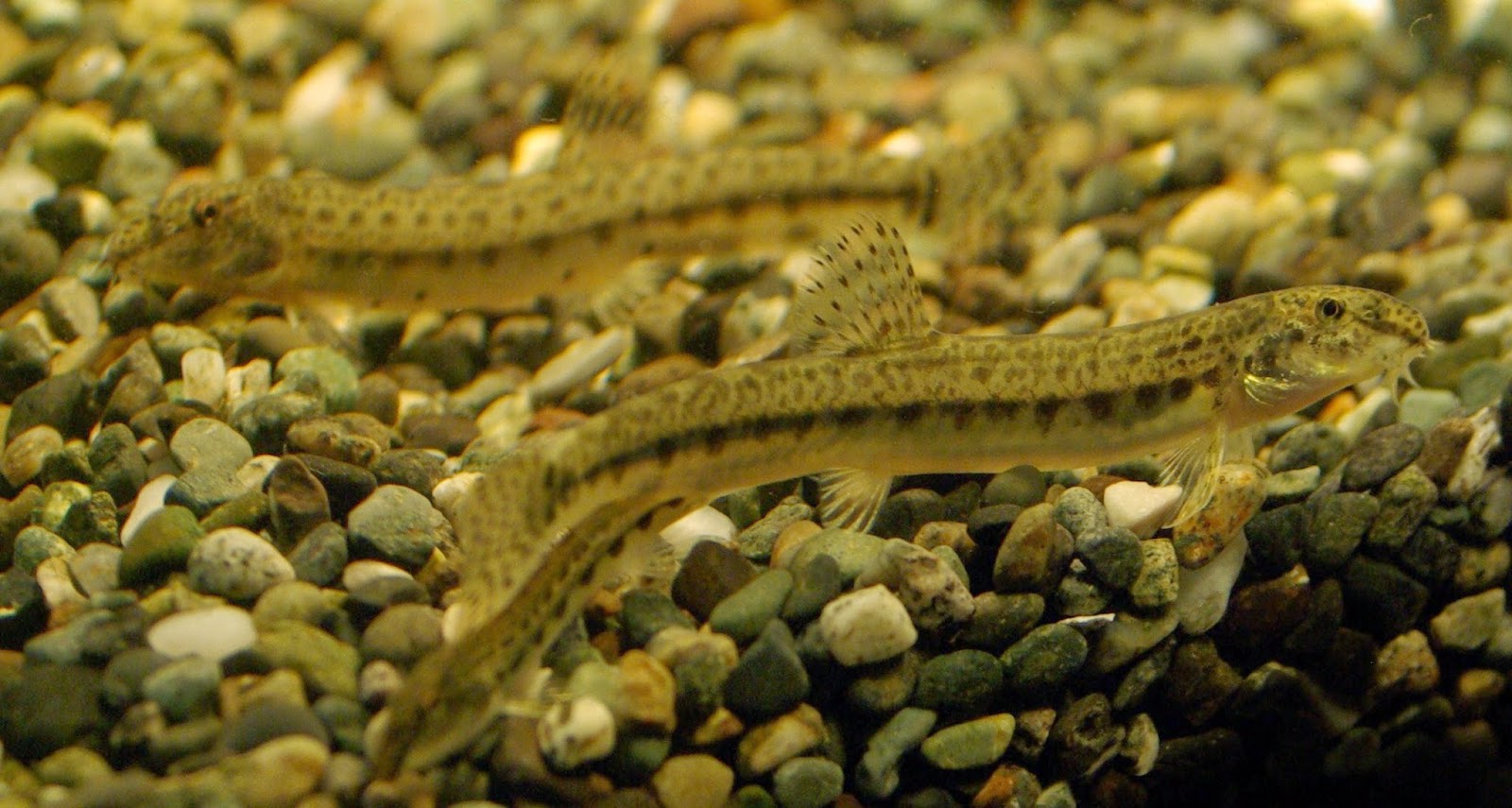 東京淡水魚図鑑 シマドジョウ ドジョウ科シマドウジョウ属