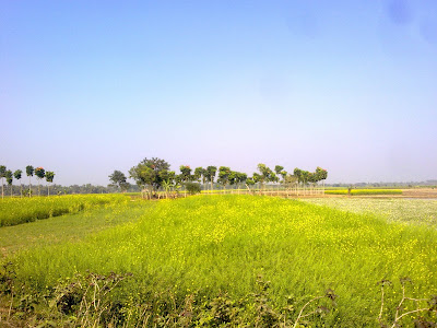 Natural Field India