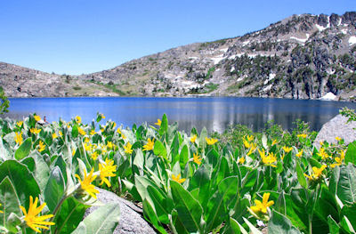 Lago en las montañas nevadas rodeado de flores amarillas