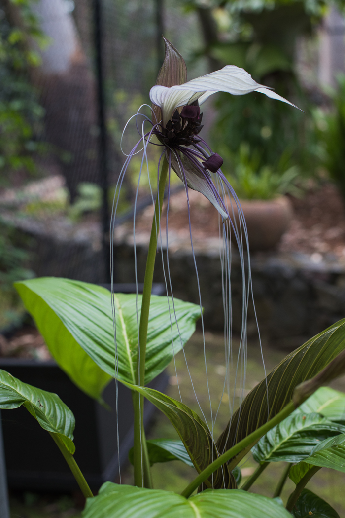 tropical flower