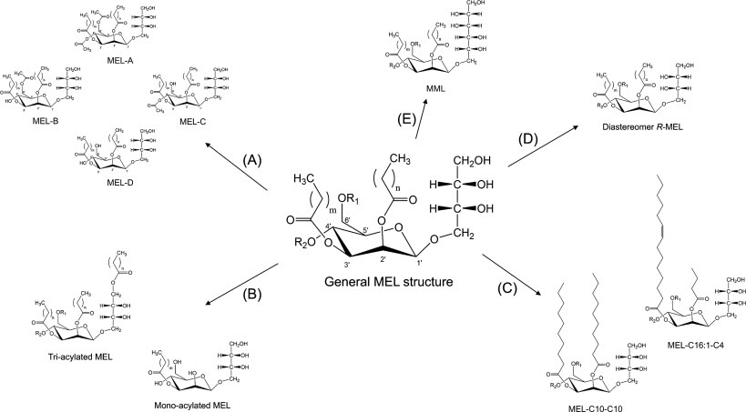 Mannosylerythritol Lipids; Are A Glycolipid Class Of Biosurfactants Produced By A Variety of Yeast And Fungal Strains