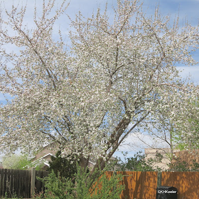 apple tree in bloom, Malus domestica