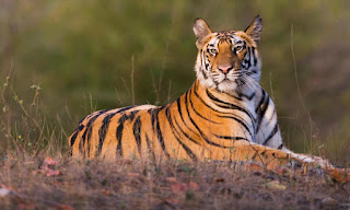 10 Amazing and Terrific Facts about Tigers