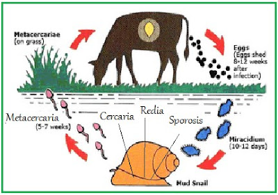 daur hidup, Fasciola hepatica