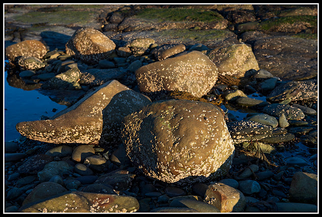 Cherry Hill Beach; Nova Scotia; Rocks; Barnacles;Maritimes