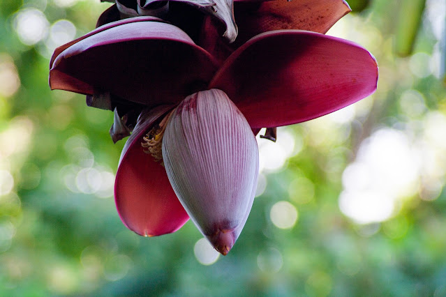 9 Amazing health benefits of eating Bananan flowers