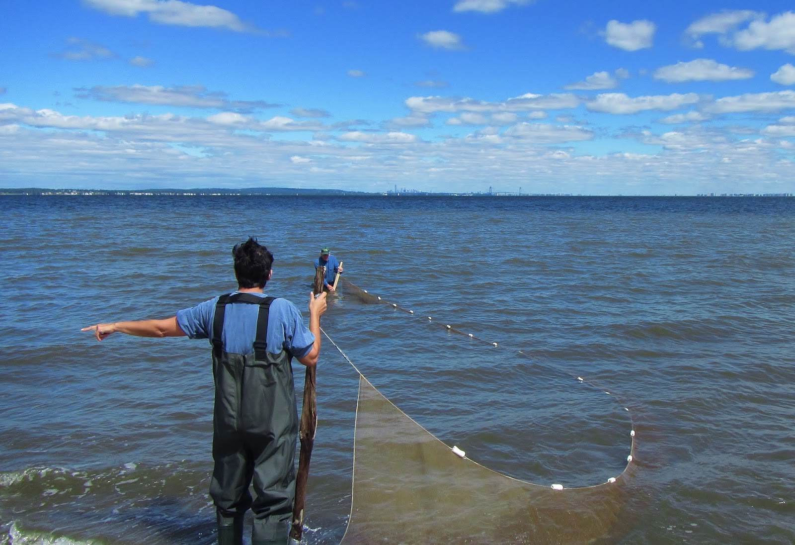 Nature on the Edge of New York City: Results of Late Summer Seine Event for  Raritan-Sandy Hook Bays