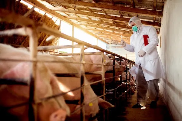 CDC :Aumento das Infecções por Streptococcus suis na América do Sul
