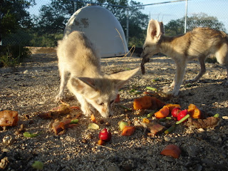 fennec fox