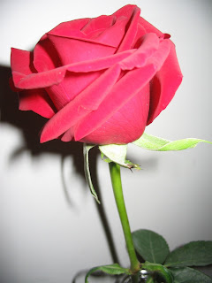 Red Rose