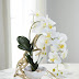 Lovely Orchids