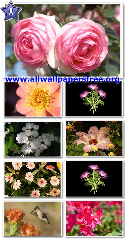 40 Beautiful Flowers Wallpapers 1920 X 1200 [Set 17]