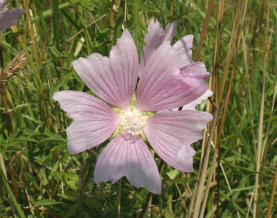 Pink Musk Mallow