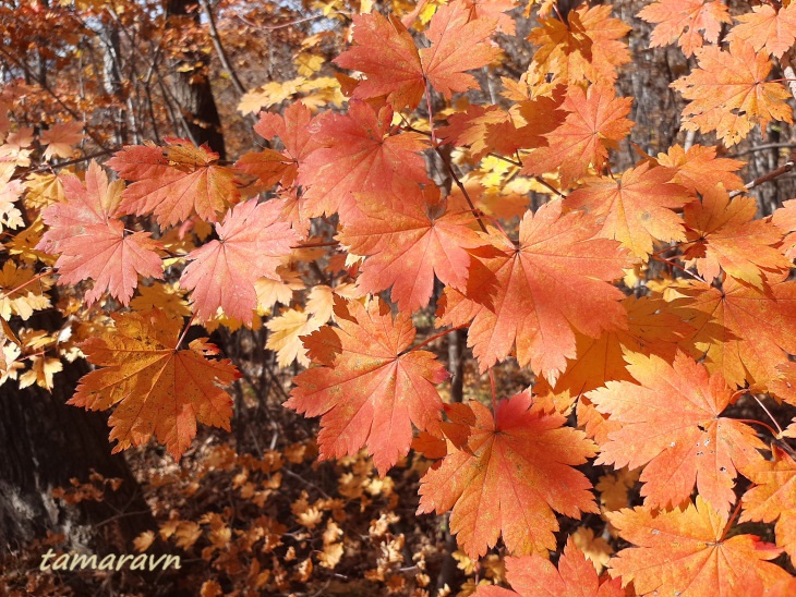 Клён ложнозибольдов (Acer pseudosieboldianum)