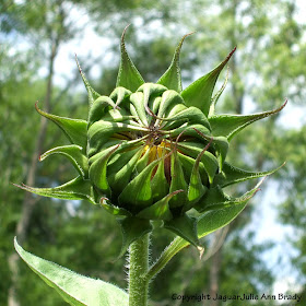 Sunflower Bud from the Tallest Plant