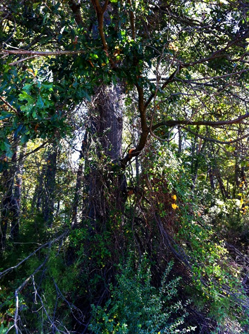 jungle