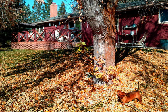 Backyard landscape deciduous tree