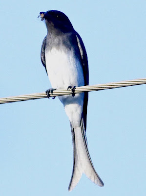 "White-bellied Drongo - Dicrurus caerulescens,reident perched on a wire with a bee in its beak."