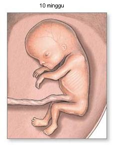 Kehamilan  ialah suatu keadaan dimana janin dikandung di dalam tubuh perempuan Seluk Beluk Kehamilan