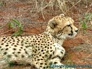 Leopardos y guepardos en Okonjima Namibia Africat