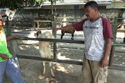 Jelang Idul Adha, Harga Kambing di Tuban Merangkak Naik