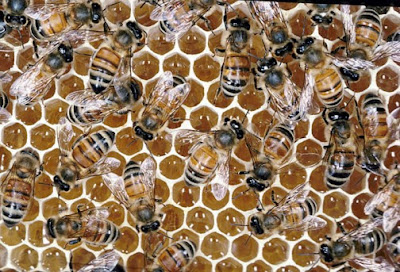  Lebah Madu Mampu Menyembuhkan Diri Sendiri  Pintar Pelajaran Lebah Madu Mampu Menyembuhkan Diri Sendiri