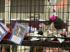 Gray/white kitten--National Capital Cat Show 2017