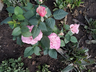 Spring Roses, Yambol,